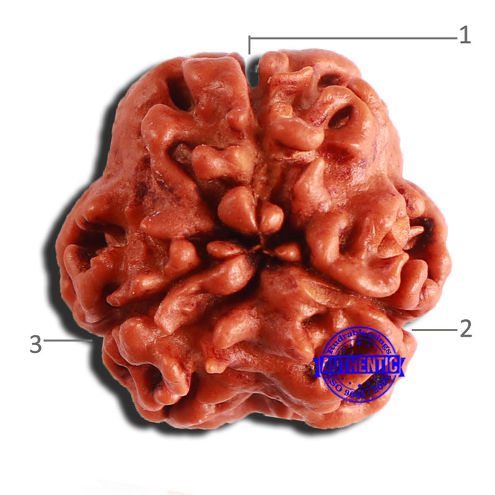 3 Mukhi Rudraksha from Nepal - Bead No. 317