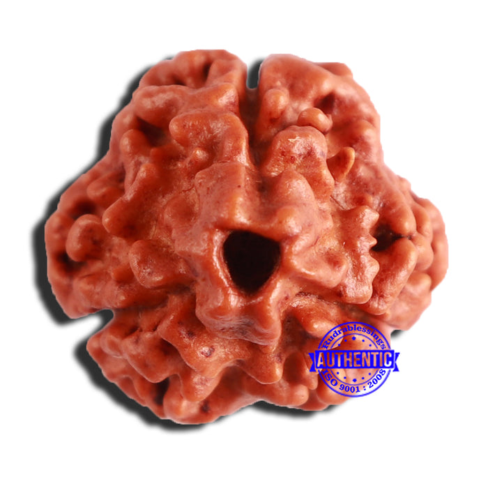 3 Mukhi Rudraksha from Nepal - Bead No. 317