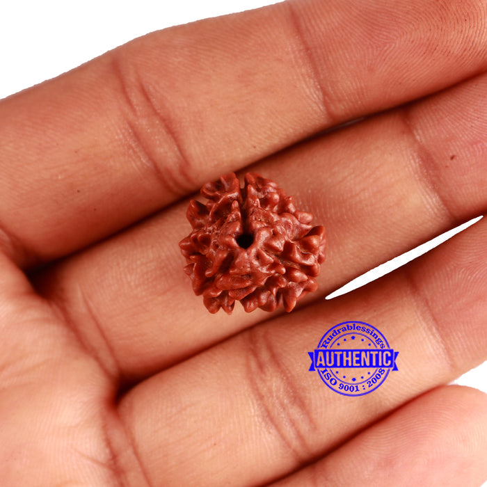 3 Mukhi Rudraksha from Nepal - Bead No. 318