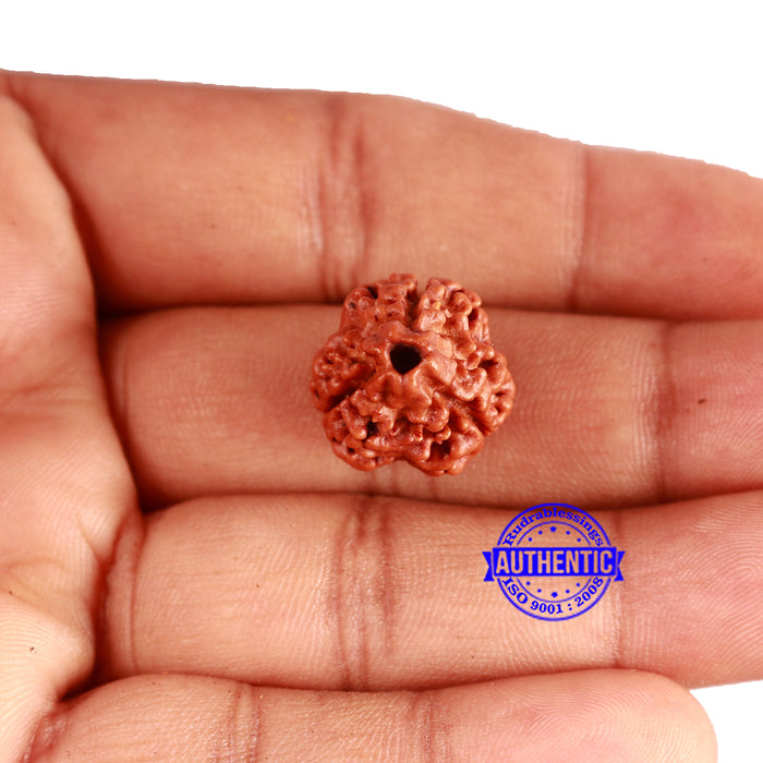 3 Mukhi Rudraksha from Nepal - Bead No. 317