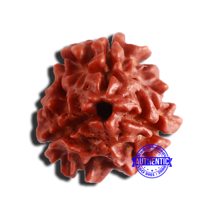 3 Mukhi Rudraksha from Nepal - Bead No. 318