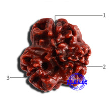 Load image into Gallery viewer, 3 Mukhi Rudraksha from Nepal - Bead No. 319
