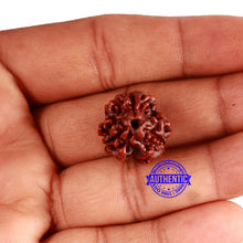 Load image into Gallery viewer, 3 Mukhi Rudraksha from Nepal - Bead No. 319
