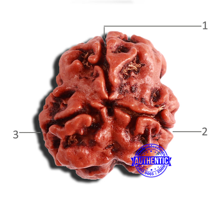 3 Mukhi Rudraksha from Nepal - Bead No. 320