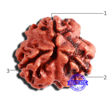 Load image into Gallery viewer, 3 Mukhi Rudraksha from Nepal - Bead No. 321
