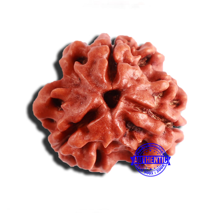 3 Mukhi Rudraksha from Nepal - Bead No. 321