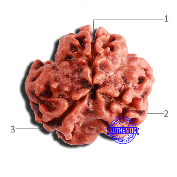 3 Mukhi Rudraksha from Nepal - Bead No. 322