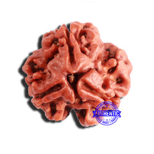 Load image into Gallery viewer, 3 Mukhi Rudraksha from Nepal - Bead No. 322
