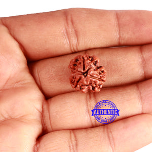 3 Mukhi Rudraksha from Nepal - Bead No. 322
