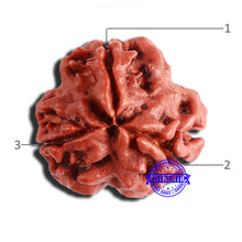 Load image into Gallery viewer, 3 Mukhi Rudraksha from Nepal - Bead No. 323
