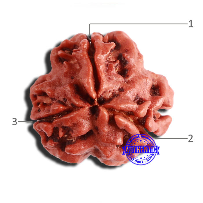 3 Mukhi Rudraksha from Nepal - Bead No. 323