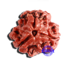 Load image into Gallery viewer, 3 Mukhi Rudraksha from Nepal - Bead No. 323

