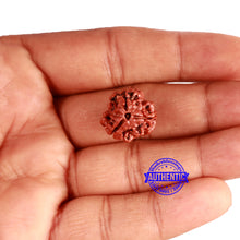Load image into Gallery viewer, 3 Mukhi Rudraksha from Nepal - Bead No. 323
