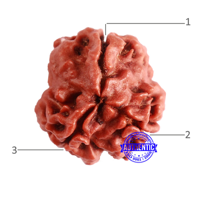 3 Mukhi Rudraksha from Nepal - Bead No. 324