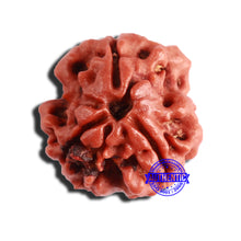 Load image into Gallery viewer, 3 Mukhi Rudraksha from Nepal - Bead No. 324
