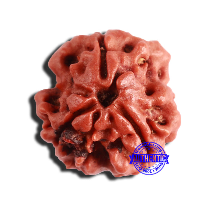3 Mukhi Rudraksha from Nepal - Bead No. 324