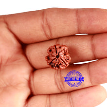 Load image into Gallery viewer, 3 Mukhi Rudraksha from Nepal - Bead No. 324
