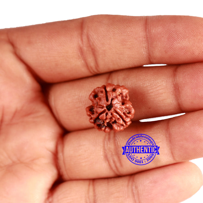3 Mukhi Rudraksha from Nepal - Bead No. 324