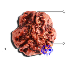 Load image into Gallery viewer, 3 Mukhi Rudraksha from Nepal - Bead No. 325
