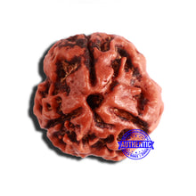 Load image into Gallery viewer, 3 Mukhi Rudraksha from Nepal - Bead No. 325

