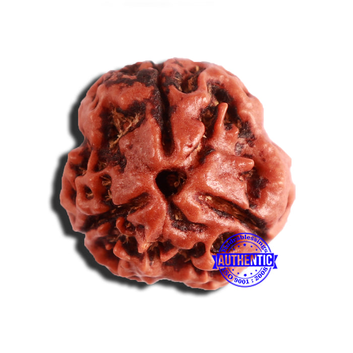 3 Mukhi Rudraksha from Nepal - Bead No. 325