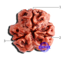 Load image into Gallery viewer, 3 Mukhi Rudraksha from Nepal - Bead No. 326
