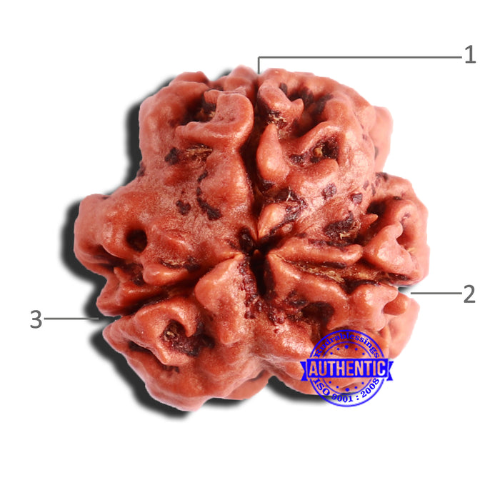 3 Mukhi Rudraksha from Nepal - Bead No. 326