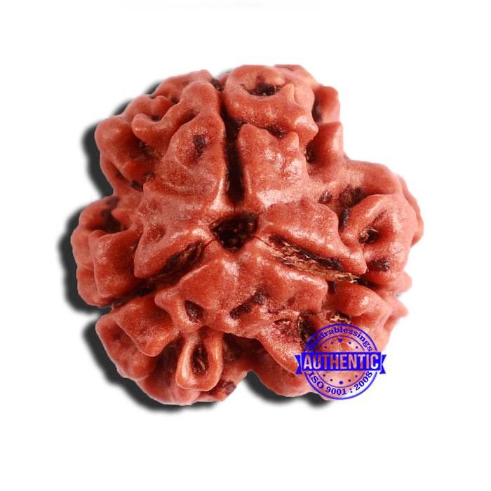 3 Mukhi Rudraksha from Nepal - Bead No. 326