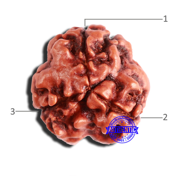 3 Mukhi Rudraksha from Nepal - Bead No. 327