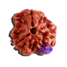 Load image into Gallery viewer, 3 Mukhi Rudraksha from Nepal - Bead No. 328
