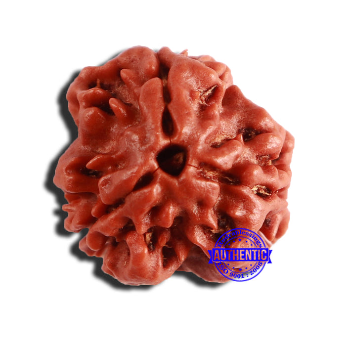 3 Mukhi Rudraksha from Nepal - Bead No. 328