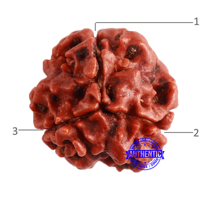 3 Mukhi Rudraksha from Nepal - Bead No. 329