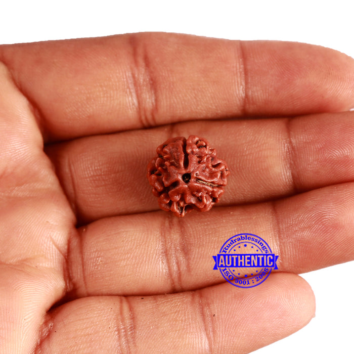 3 Mukhi Rudraksha from Nepal - Bead No. 329