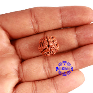 3 Mukhi Rudraksha from Nepal - Bead No. 330