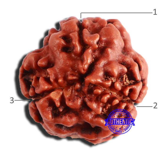 3 Mukhi Rudraksha from Nepal - Bead No. 331