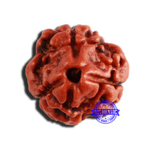 Load image into Gallery viewer, 3 Mukhi Rudraksha from Nepal - Bead No. 331
