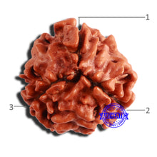 Load image into Gallery viewer, 3 Mukhi Rudraksha from Nepal - Bead No. 332
