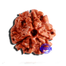 Load image into Gallery viewer, 3 Mukhi Rudraksha from Nepal - Bead No. 332
