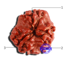 Load image into Gallery viewer, 3 Mukhi Rudraksha from Nepal - Bead No. 334
