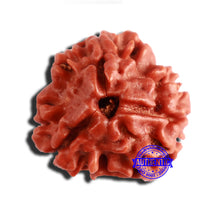 Load image into Gallery viewer, 3 Mukhi Rudraksha from Nepal - Bead No. 335
