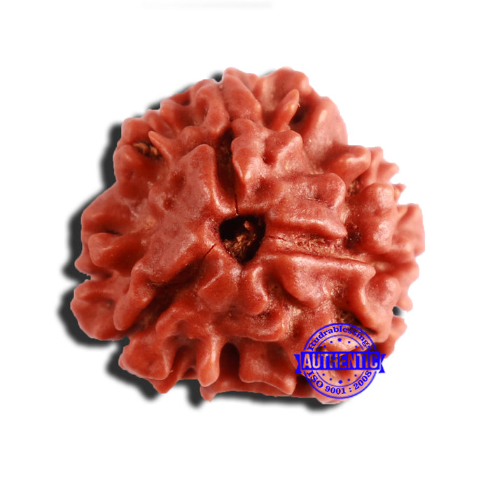 3 Mukhi Rudraksha from Nepal - Bead No. 335