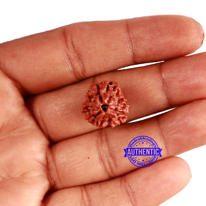 3 Mukhi Rudraksha from Nepal - Bead No. 335