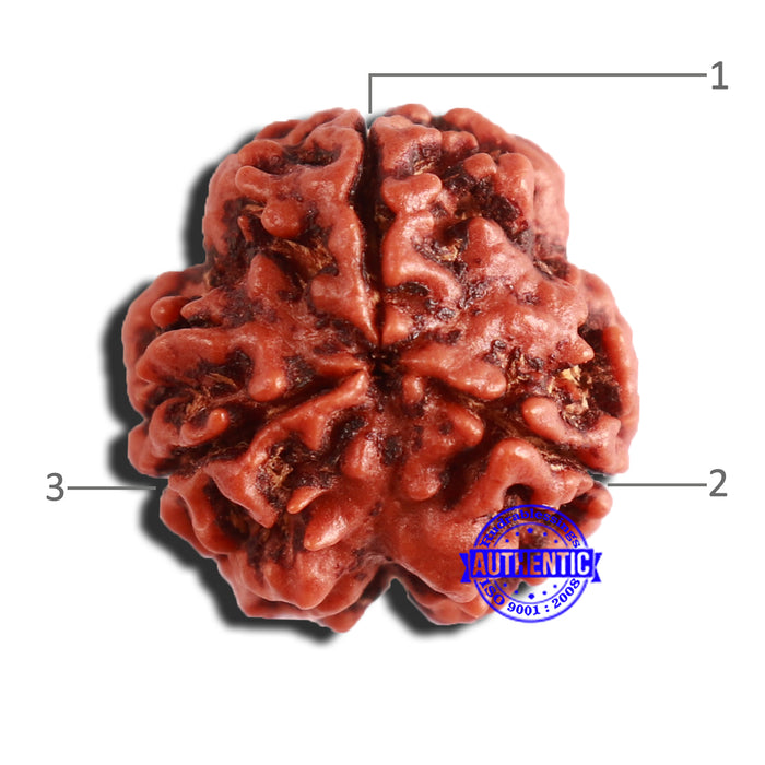 3 Mukhi Rudraksha from Nepal - Bead No. 336