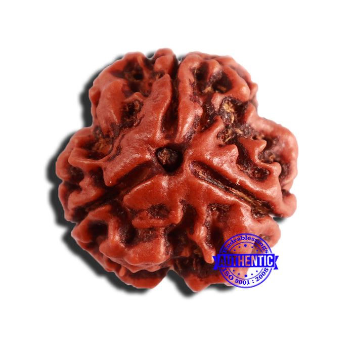 3 Mukhi Rudraksha from Nepal - Bead No. 336