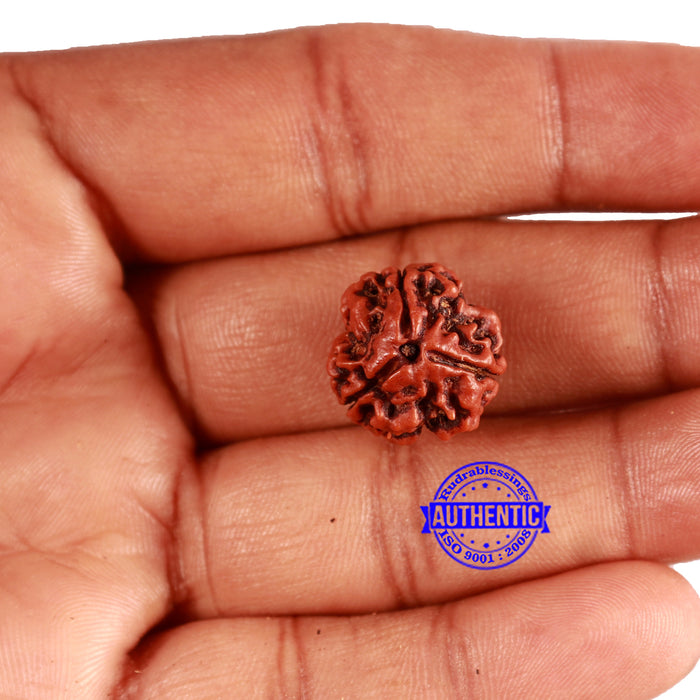 3 Mukhi Rudraksha from Nepal - Bead No. 336