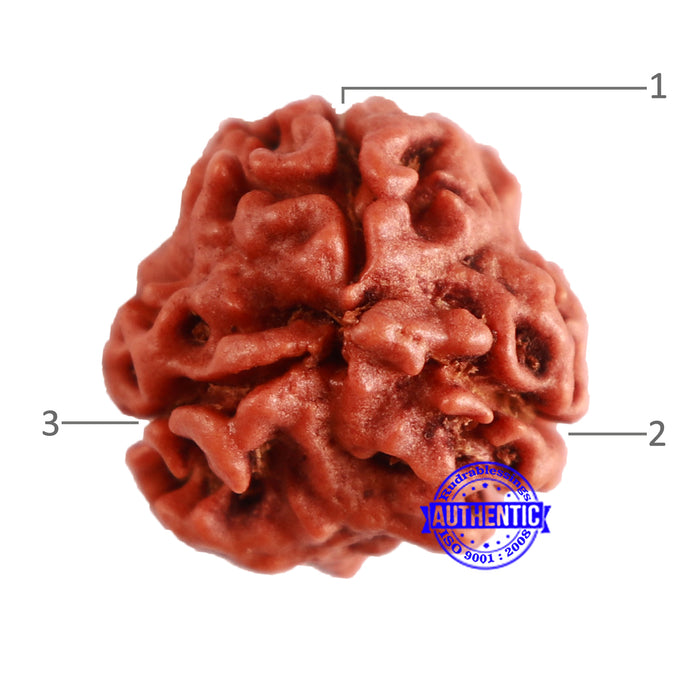 3 Mukhi Rudraksha from Nepal - Bead No. 337