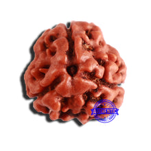 Load image into Gallery viewer, 3 Mukhi Rudraksha from Nepal - Bead No. 337
