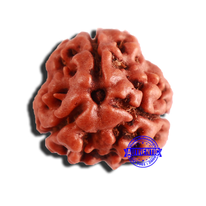 3 Mukhi Rudraksha from Nepal - Bead No. 337