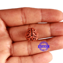 Load image into Gallery viewer, 3 Mukhi Rudraksha from Nepal - Bead No. 337
