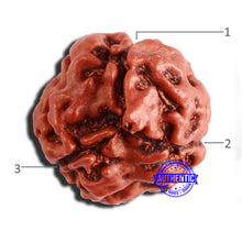 Load image into Gallery viewer, 3 Mukhi Rudraksha from Nepal - Bead No. 338
